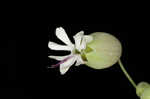 Balkan catchfly